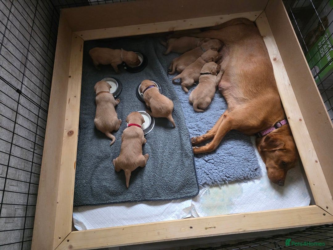 Labrador Retriever dogs for sale: KC Red Fox Labrador Pups - Image 11