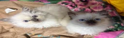 Ragdoll cats for sale: Male Ragdoll Kittens Ready Now - 2 Remaining  - Advert 6