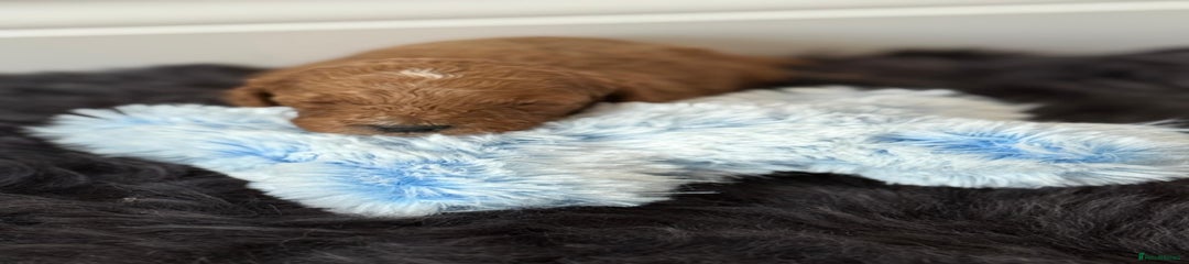 Cavapoo Puppy 5