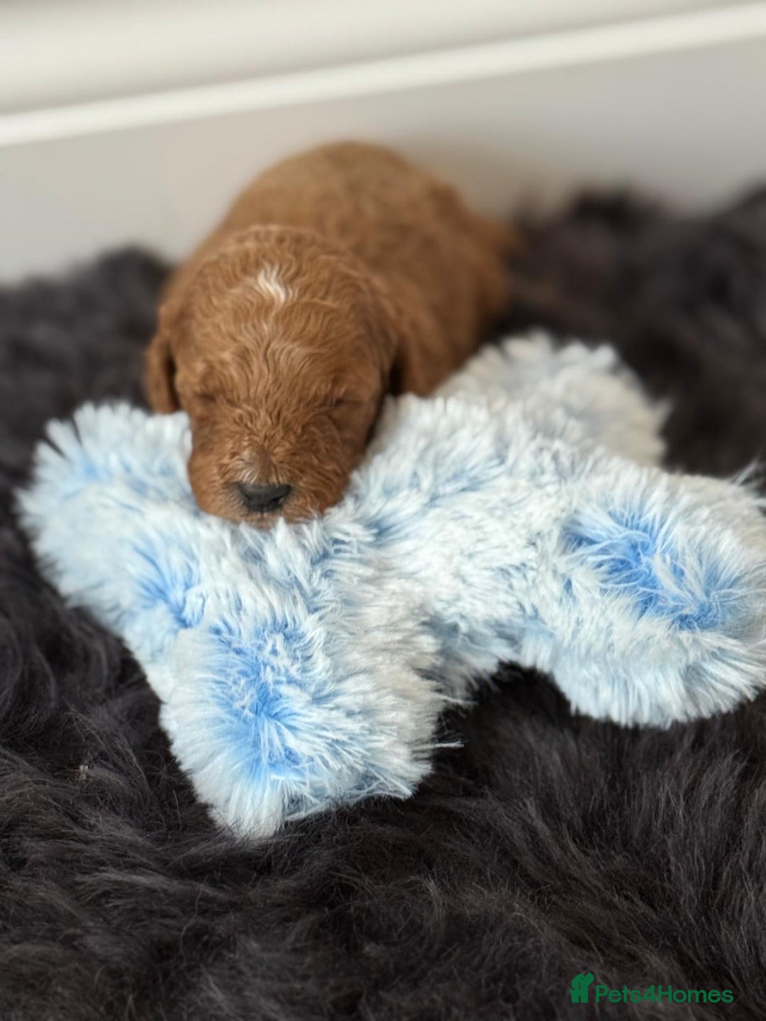 Cavapoo dogs for sale: Beautiful F1b Cavapoo's 🧬 DNA Tested Parents - Image 8