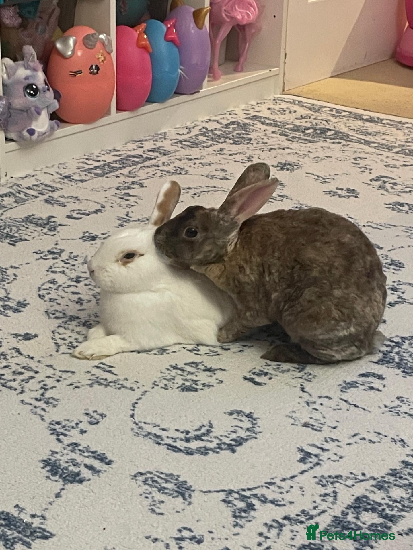 Rex rabbits Hazel and Snowy - Advert 16