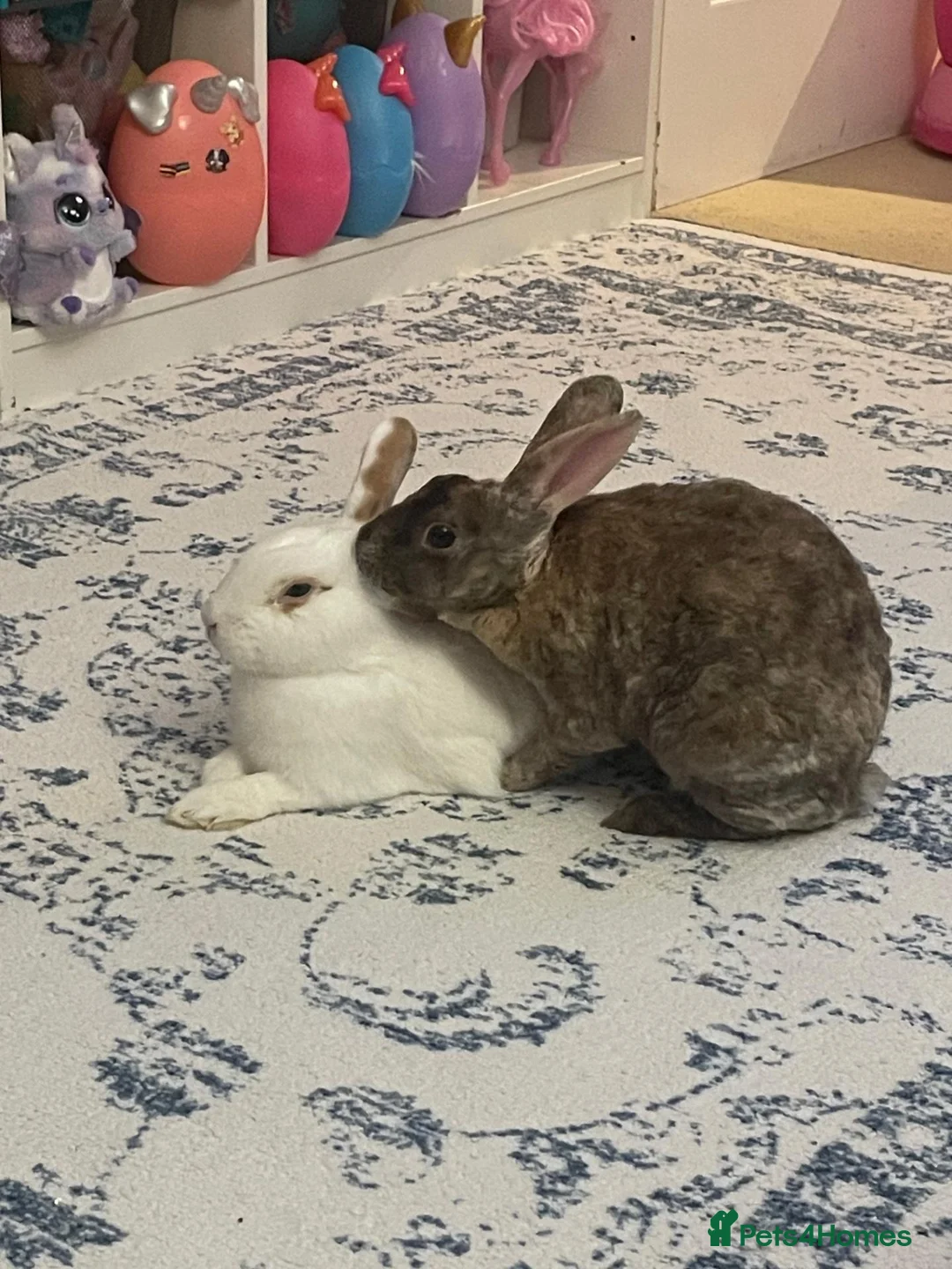 Rex rabbits for sale: Hazel and Snowy in Horsham - Advert 1