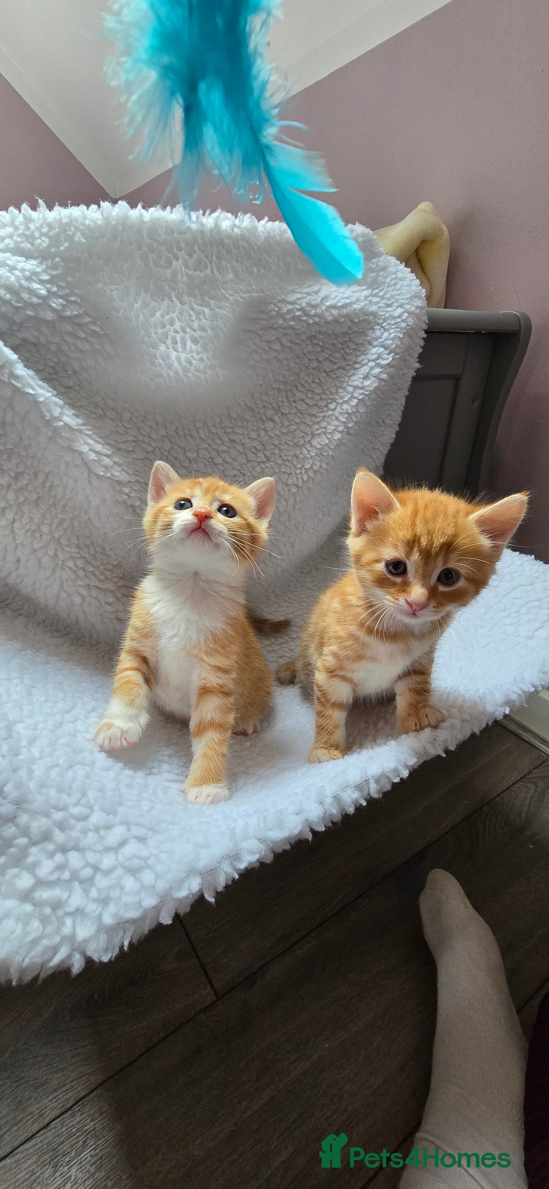 Mixed Breed cats for sale: Adorable Tabby Kittens 🐾 - Image 20