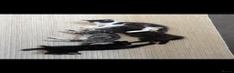 Mixed Breed cats for sale: 4 beautiful Kittens - Advert 2