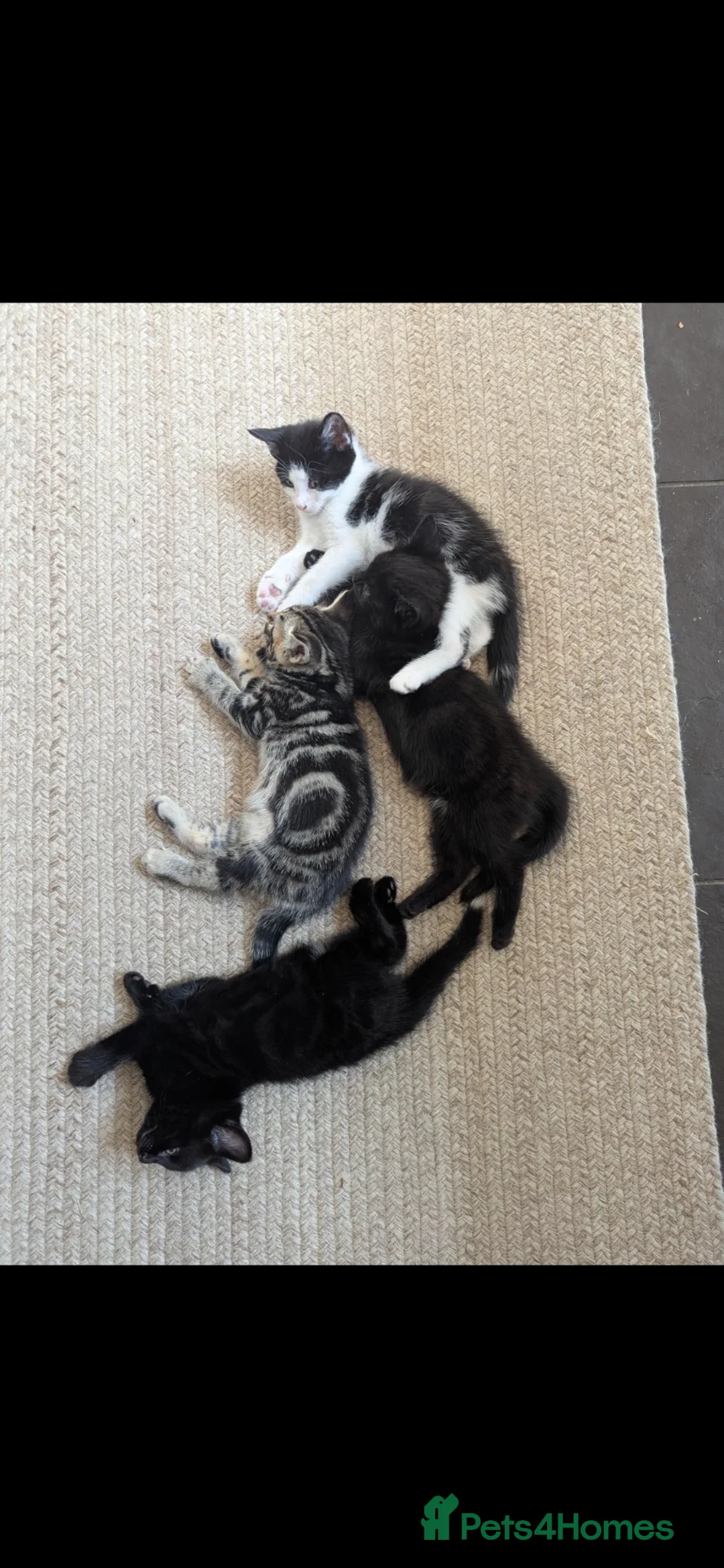 Mixed Breed cats for sale: 4 beautiful Kittens - Advert 2