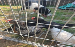Chickens poultry for sale: 2 Cockerells - Image 2