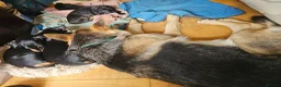 Miniature Dachshund dogs for sale: Superb miniature smooth haired Dachshunds. - Advert 9