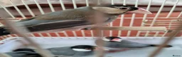 Finches birds for sale: Java finches for sale  - Advert 4