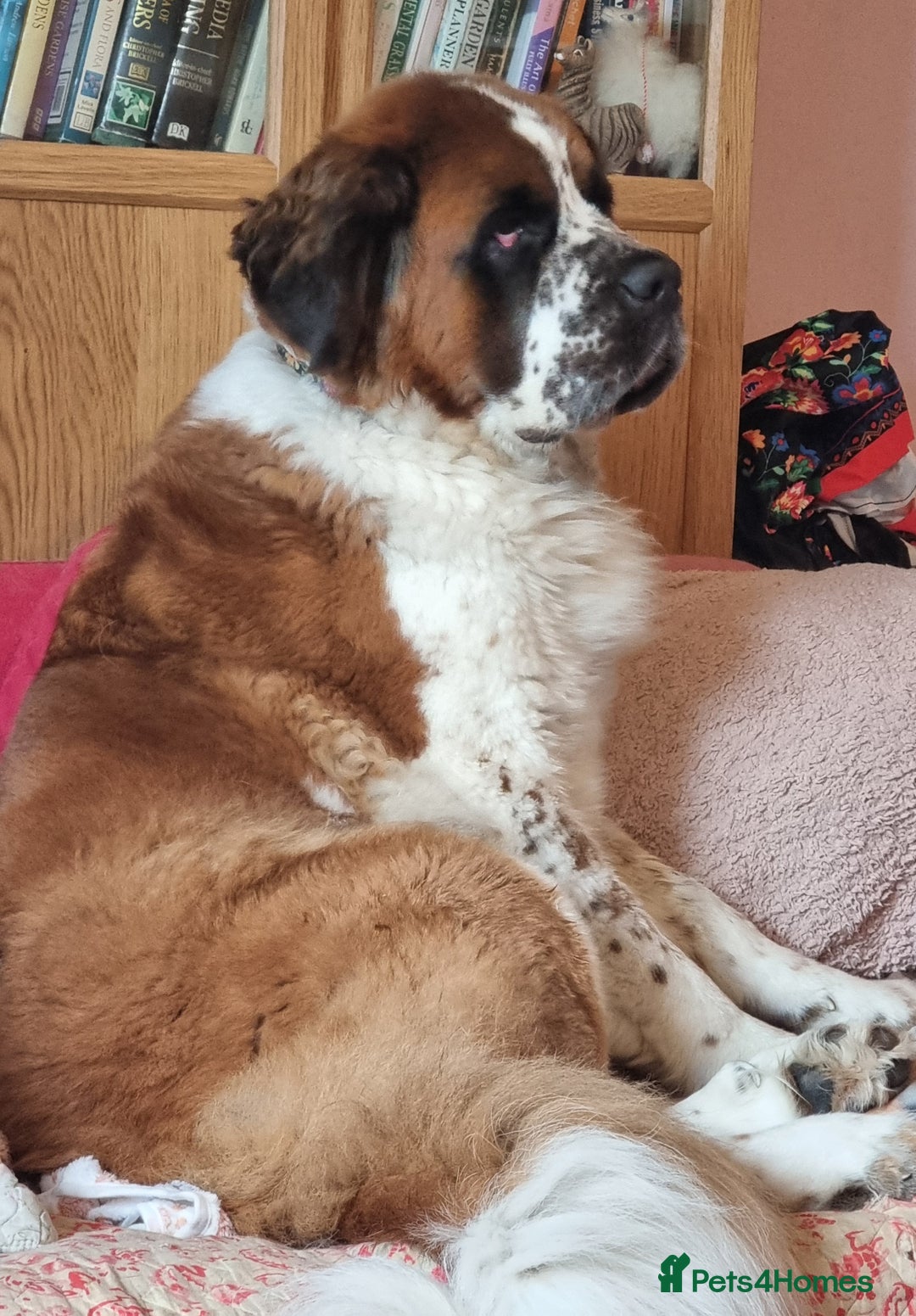 Saint Bernard dogs for sale: Female rough coated Saint Bernard  - Image 2