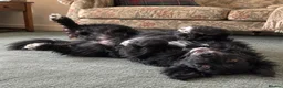 Mixed Breed dogs for sale: Border Collie x Golden Retriever Temperament Bred - Advert 7