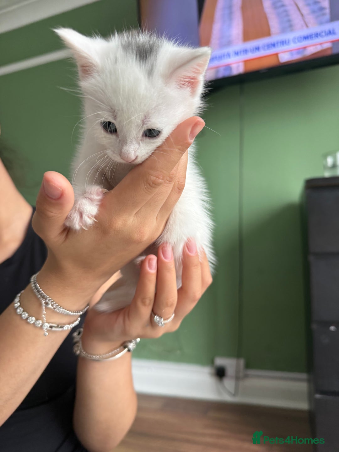 European cats for sale: Kittens For Sale - Image 1