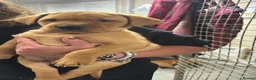 Labrador Retriever dogs for sale: Fox red Labradors  - Advert 12