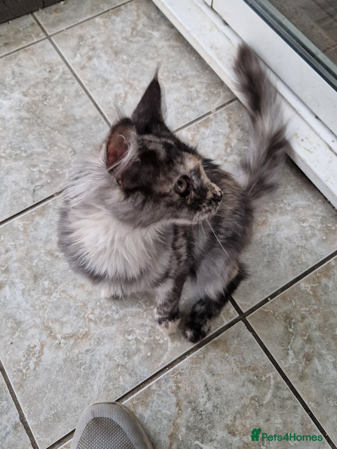 Maine Coon cats for sale: Gorgeous maine coon babies - Advert 23