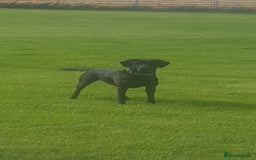 Labrador Retriever dogs for sale: *Beautiful KC, Dna clear labrador retriever pups* - Advert 11