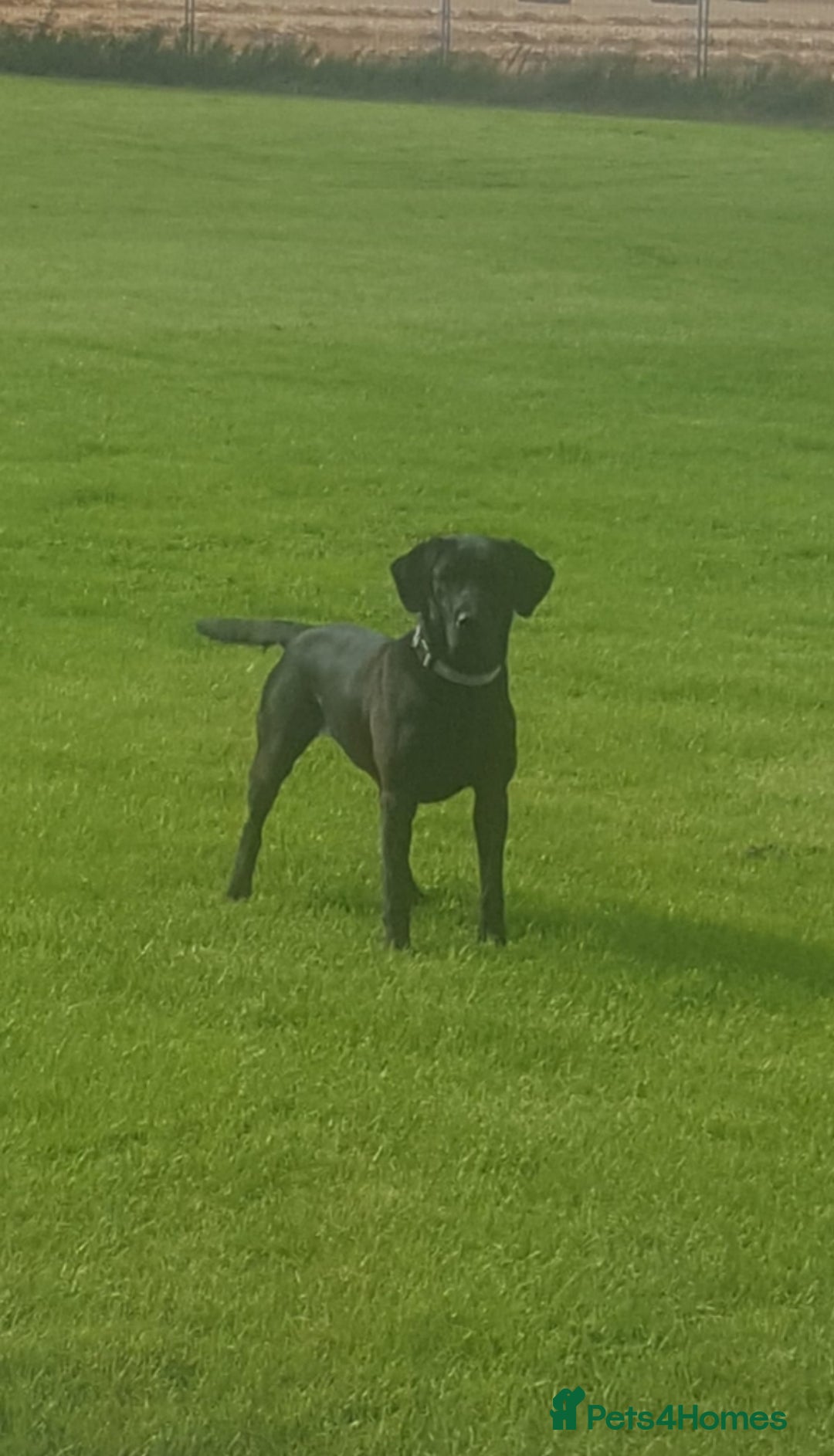 Labrador Retriever dogs for sale: *Beautiful KC, Dna clear labrador retriever pups* - Advert 11