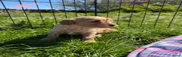 Cavapoo dogs for sale: Cavapoo F1b Puppies in Bishop Auckland - Advert 4