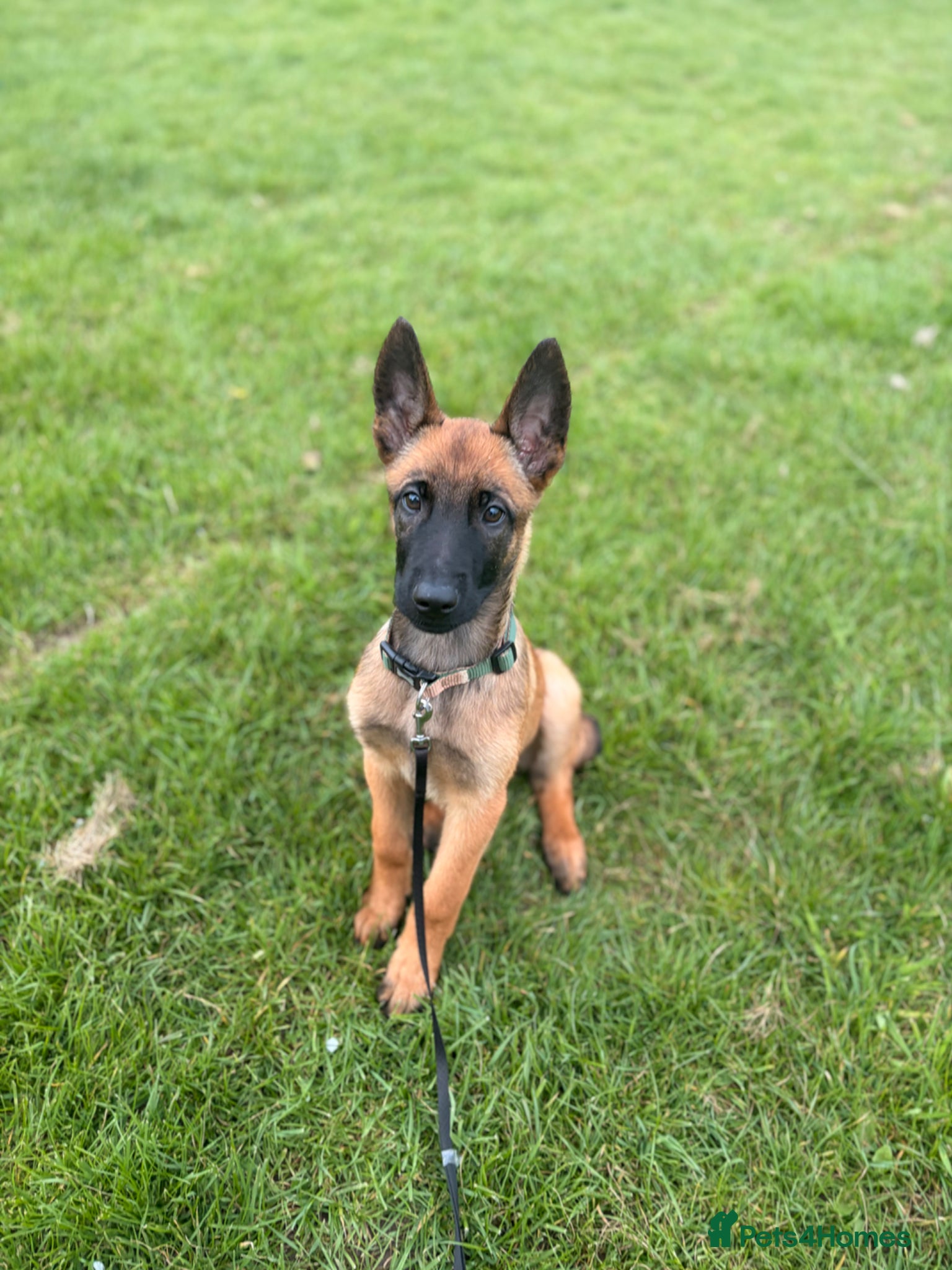 Belgian Shepherd Dog dogs Belgian Malinois puppy  - Advert 2