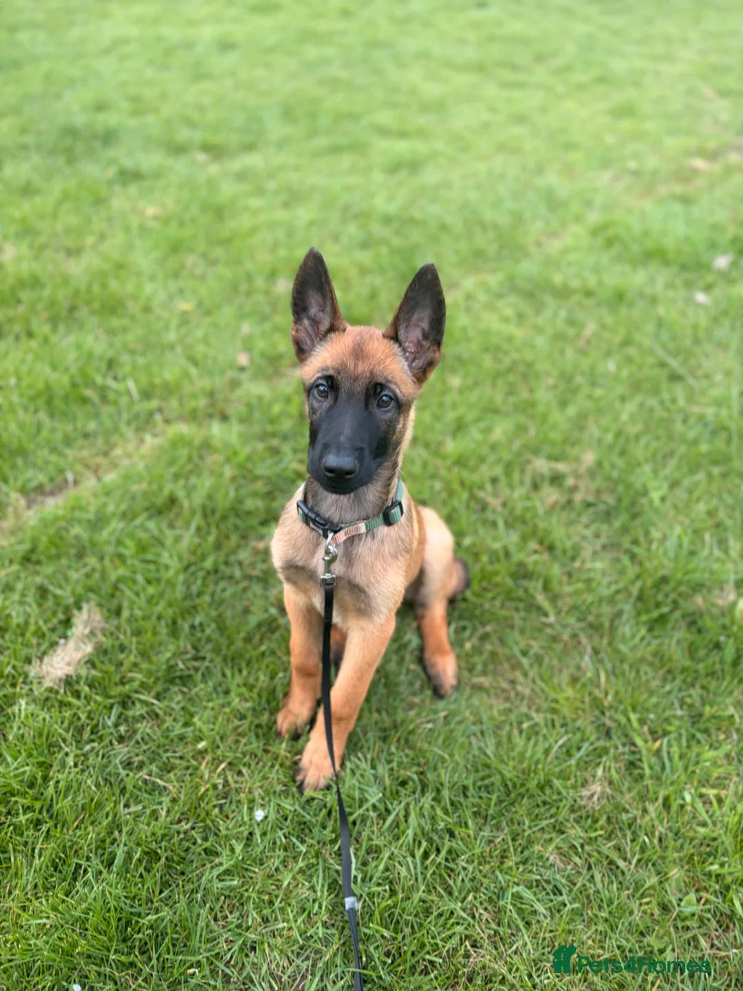 Belgian Shepherd Dog dogs for sale: KC reg Belgian Malinois puppy  - Advert 1