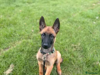 Belgian Shepherd Dog dogs Belgian Malinois puppy - Advert 2