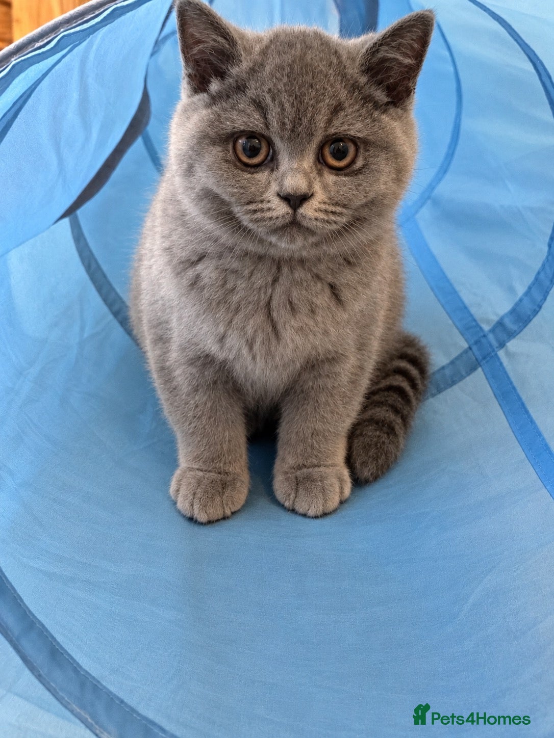 British Shorthair cats Two BSH Girls Available GCCF Active - Advert 2