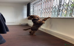 Cocker Spaniel dogs for stud: Working Cocker spaniel at stud - Advert 11