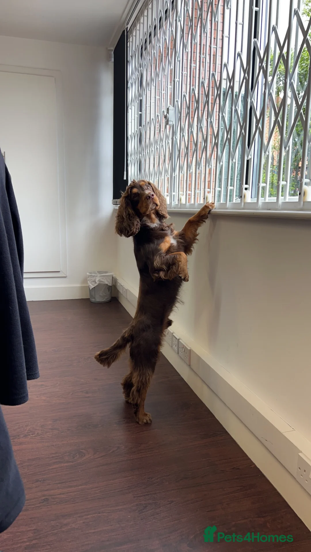 Cocker Spaniel dogs for stud: Working Cocker spaniel at stud - Advert 11