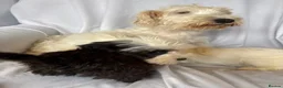 Mixed Breed dogs for sale: Sealyham X Poodle Puppies  - Advert 2