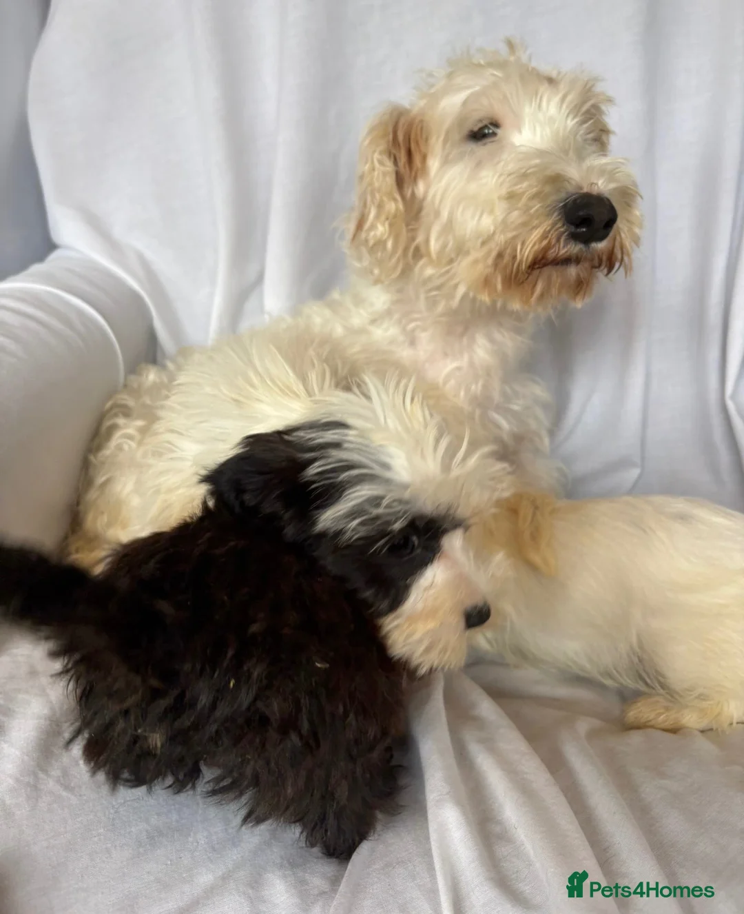 Mixed Breed dogs for sale: Sealyham X Poodle Puppies  - Advert 2