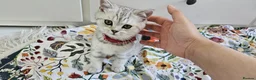 British Shorthair cats for sale: GCCF Blue BSH chunky champion lines - Advert 5
