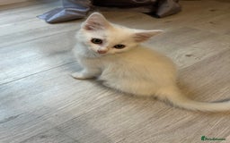 Turkish Angora cats for sale: cute white kittens - Image 11