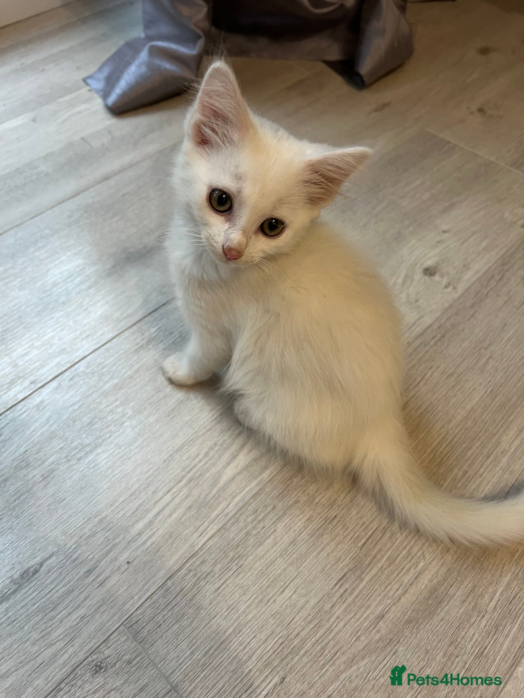 Turkish Angora cats for sale: cute white kittens - Image 11
