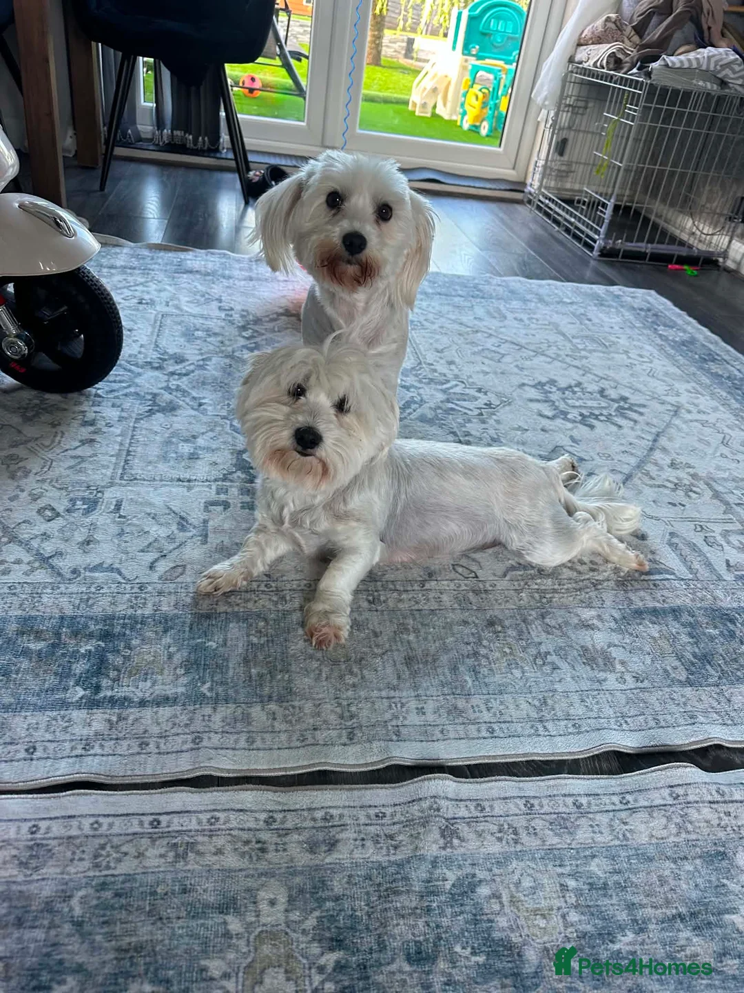 Maltese dogs for sale: Two Female Maltese  in Burton-on-Trent - Advert 1
