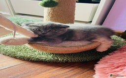 Scottish Fold cats for sale: Beautiful litter of Scottish fold  😍 - Image 38