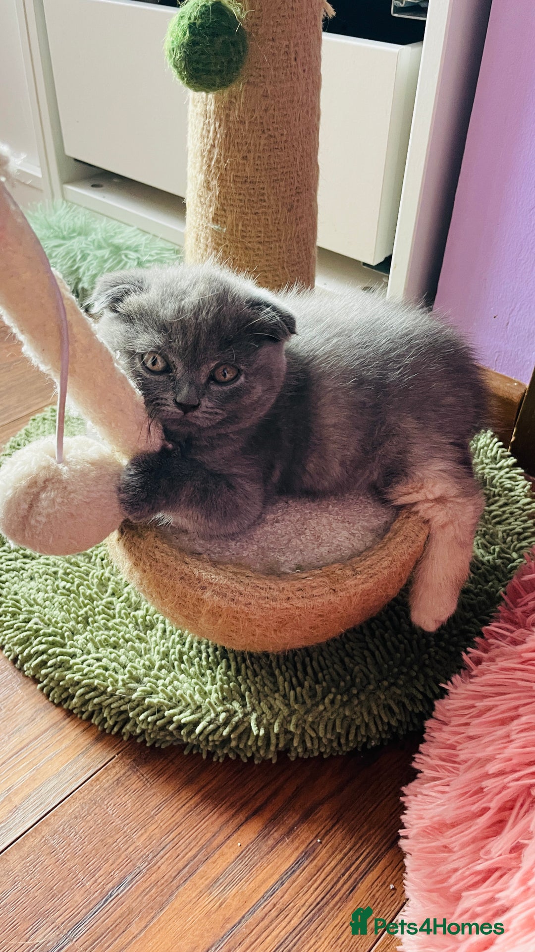 Scottish Fold cats for sale: Beautiful litter of Scottish fold  😍 - Image 38