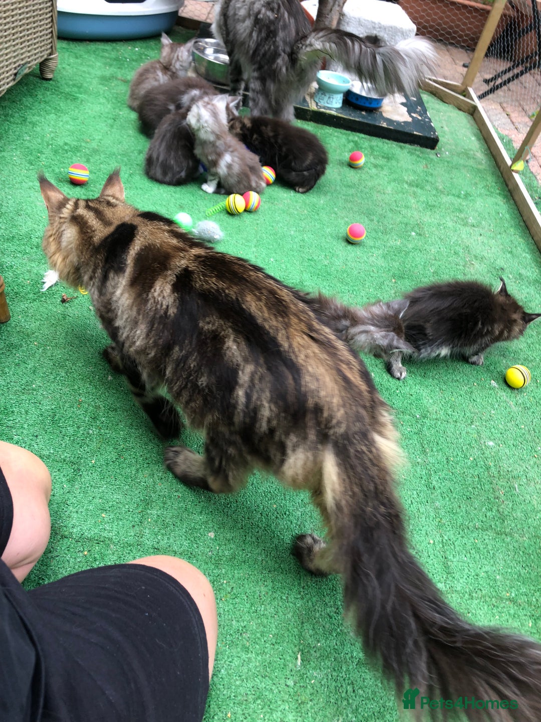 Maine Coon cats for sale: Maincoon kittens ready now  - Image 23