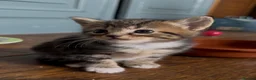 Mixed Breed cats for sale: Kittens - Advert 11