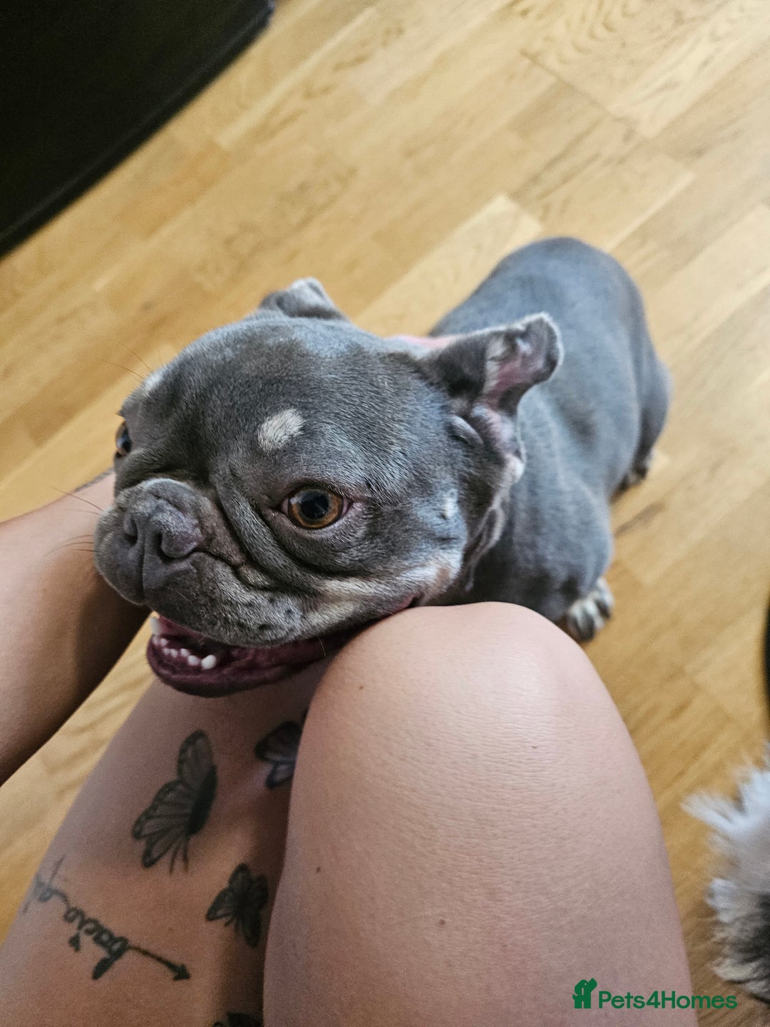 Frug dogs for sale: Peggy the Frug. 1.5years old. - Image 8
