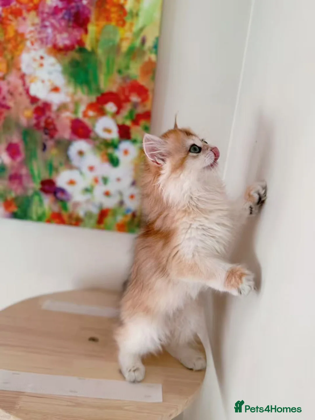 British Longhair cats for sale: Stunning Golden British Longhair Kittens - Advert 15