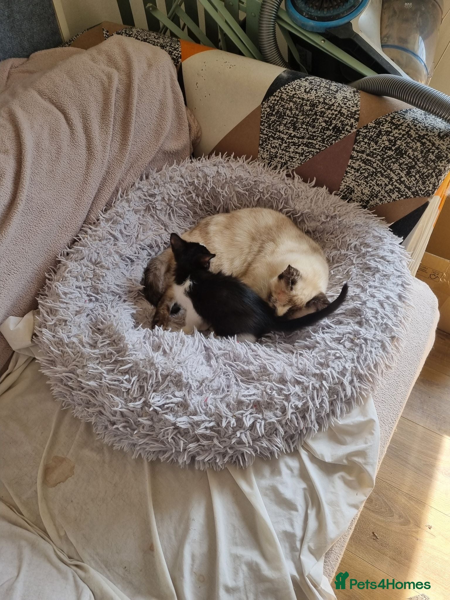 Mixed Breed cats Mix ragdoll kitten  - Advert 15