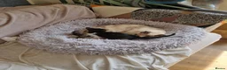 Mixed Breed cats for sale: Mix ragdoll kitten  - Advert 1