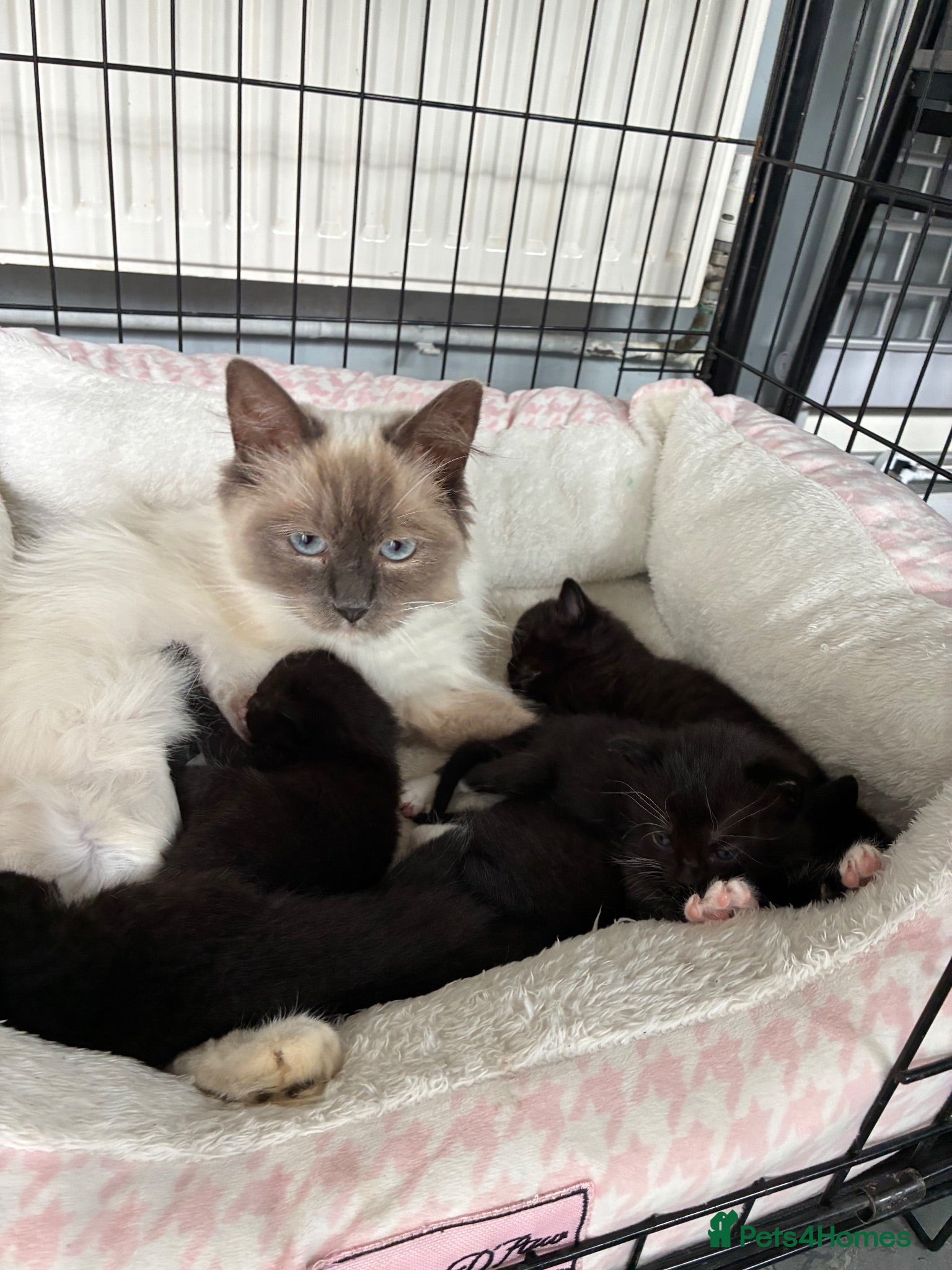 Mixed Breed cats Half rag doll kittens - Advert 3