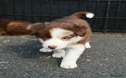 Border Collie dogs for sale: Stunning Fluffy Border Collies Puppies for Sale - Image 30