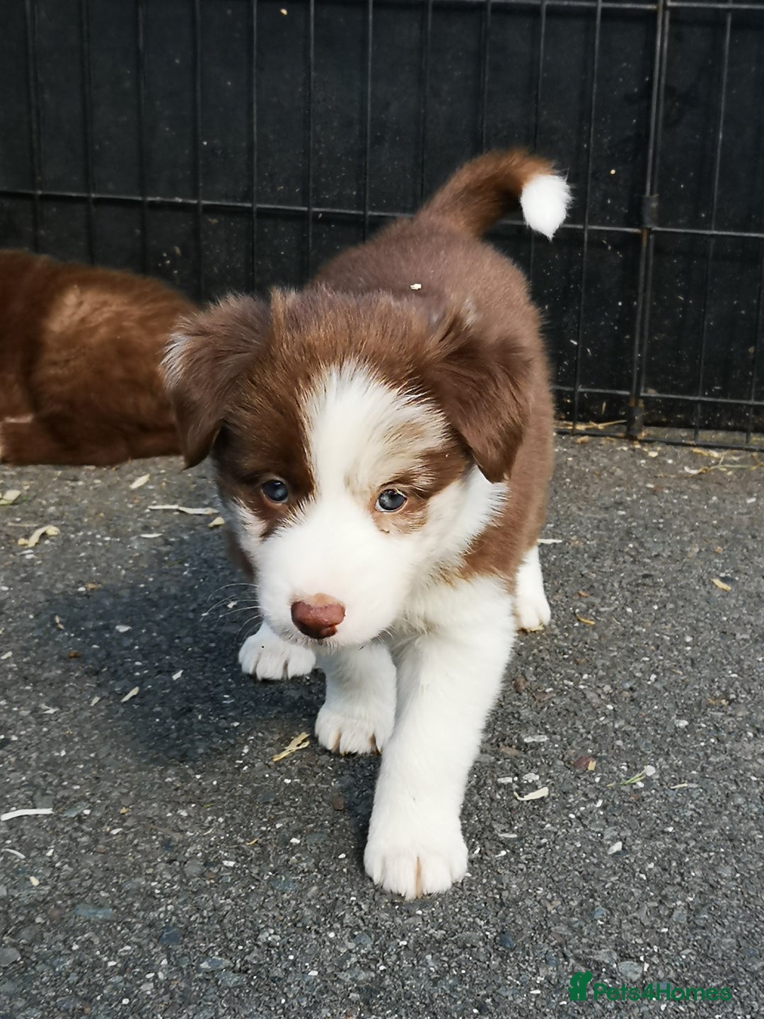 Border Collie dogs for sale: Stunning Fluffy Border Collies Puppies for Sale - Image 30