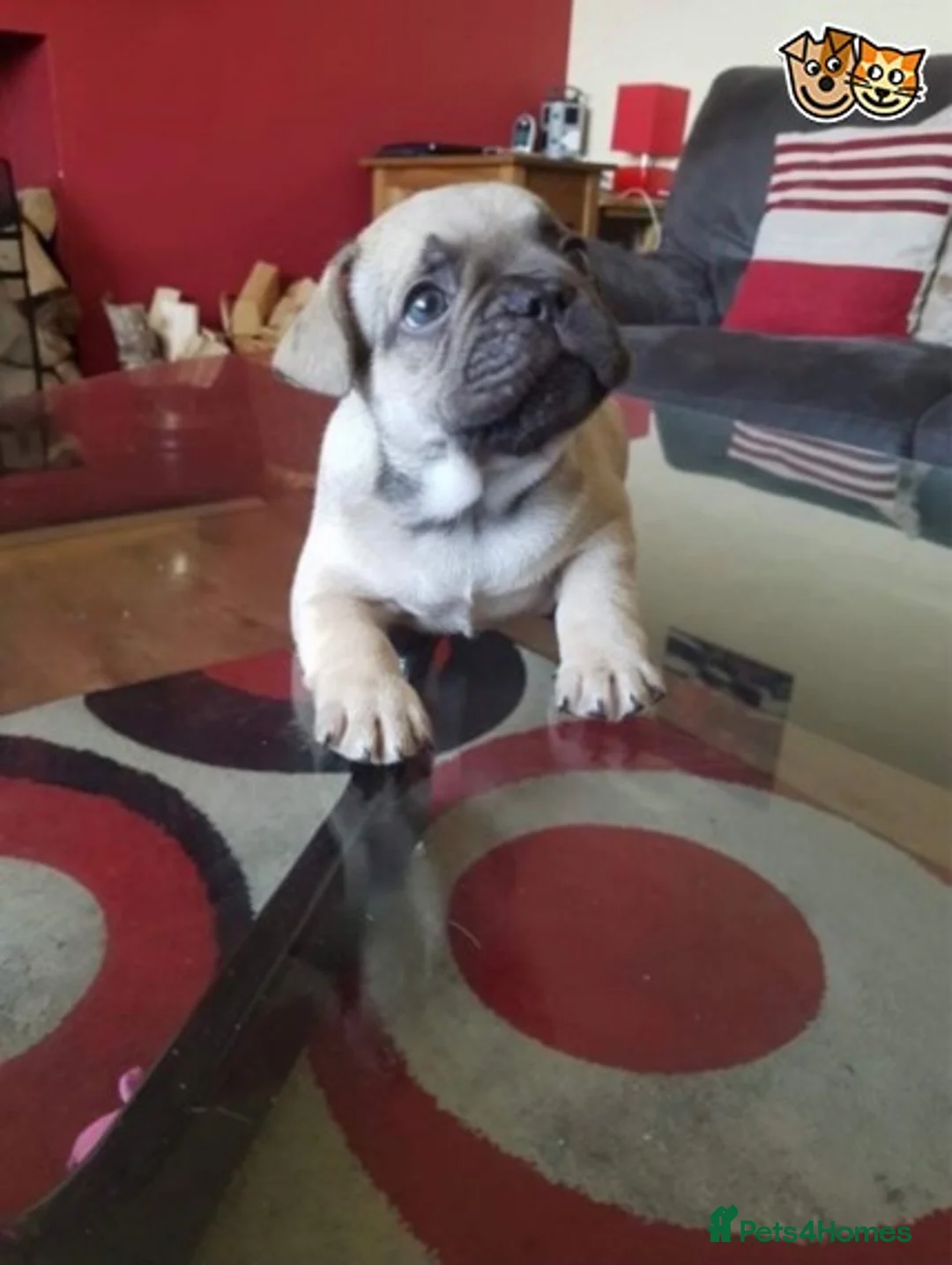 French Bulldog dogs for stud: French Bulldog Stud in Abertillery - Advert 2