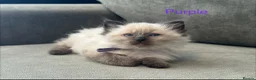 Ragdoll cats for sale: Ragdoll Kittens, Ready Now - Advert 12