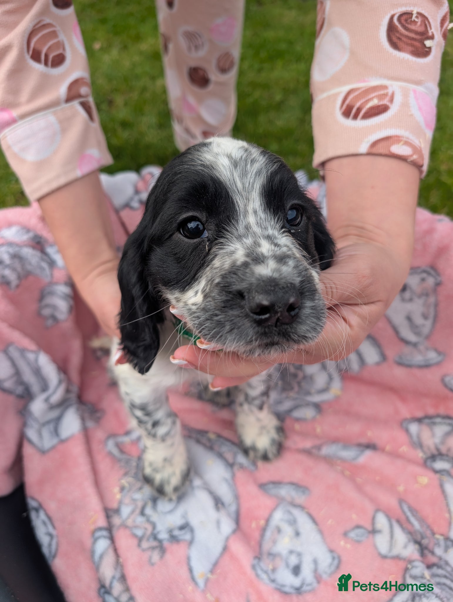 Cocker Spaniel dogs Charlotte  - Advert 2