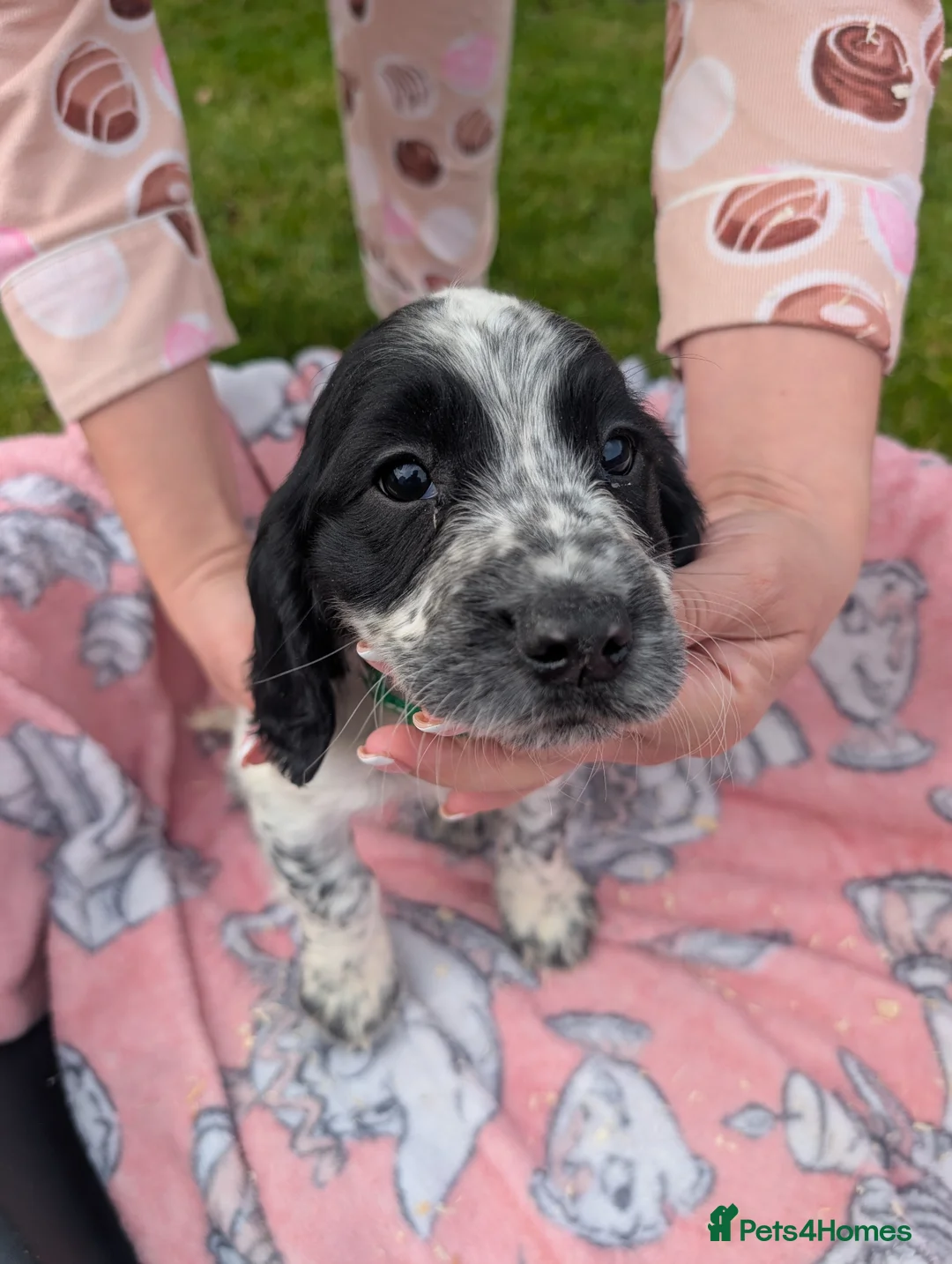 Cocker Spaniel dogs for sale: Charlotte  - Advert 1