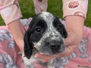 Cocker Spaniel dogs Charlotte - Advert 2