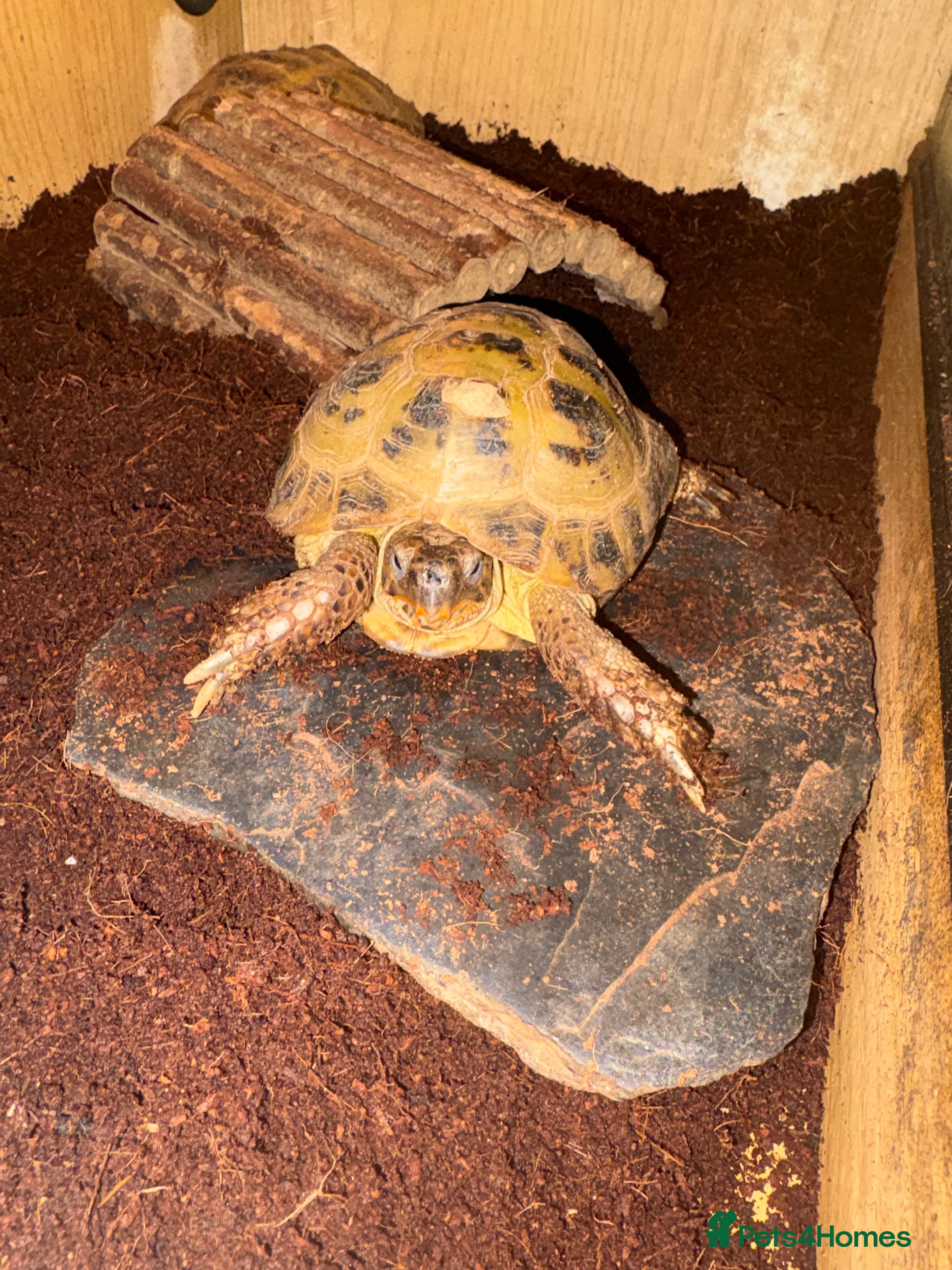 Tortoise reptiles 2 x Russian tortoises with setup - Advert 2