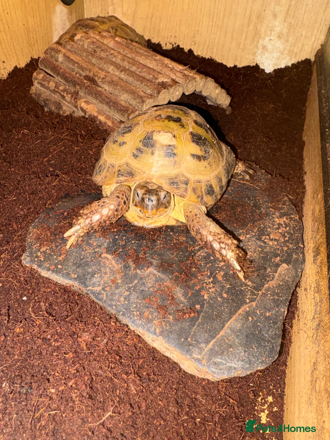 Tortoise reptiles for sale: 2 x Russian tortoises with setup - Advert 1